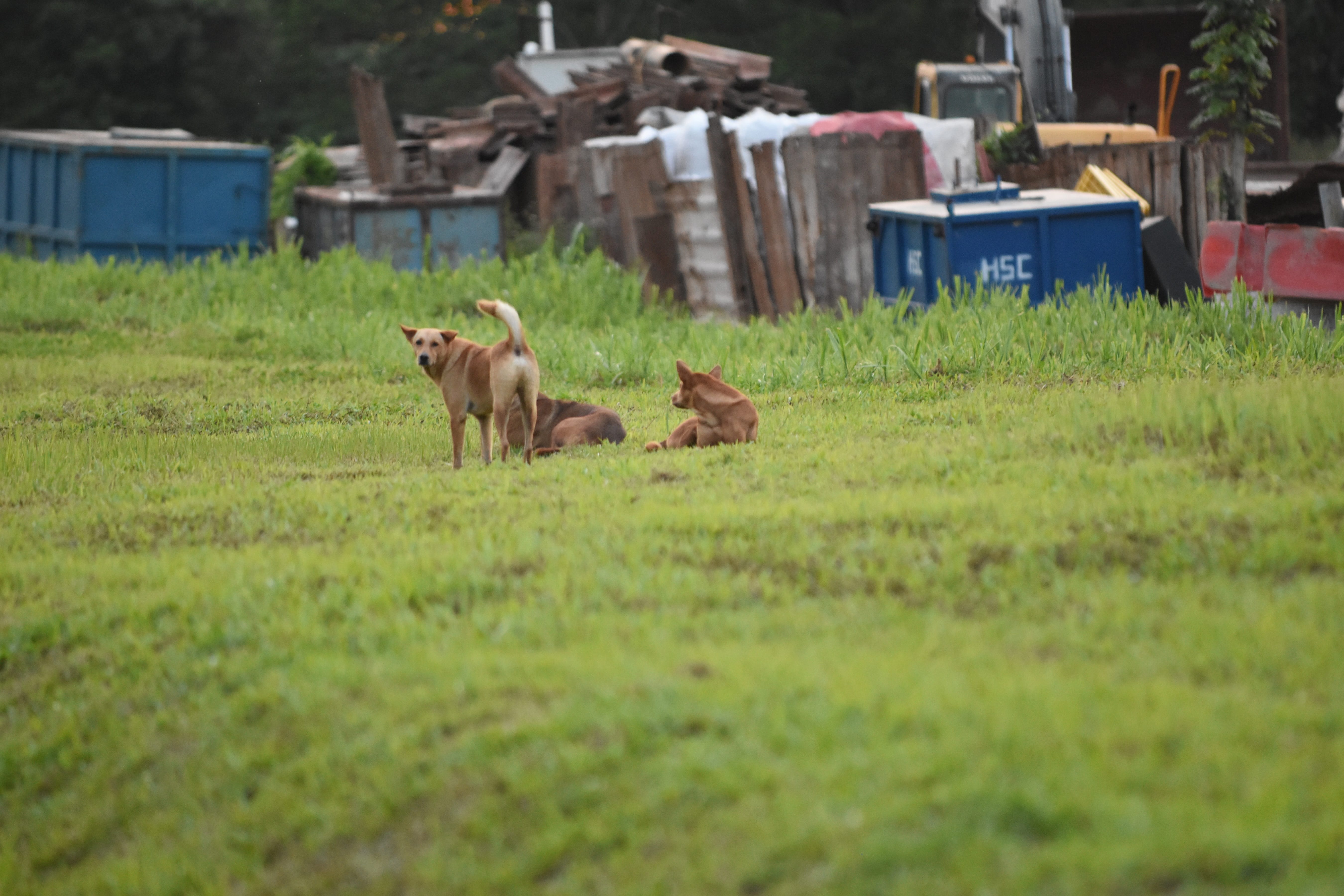 A photograph of a pack of 3 free-roaming dogs in a field taken from a distance